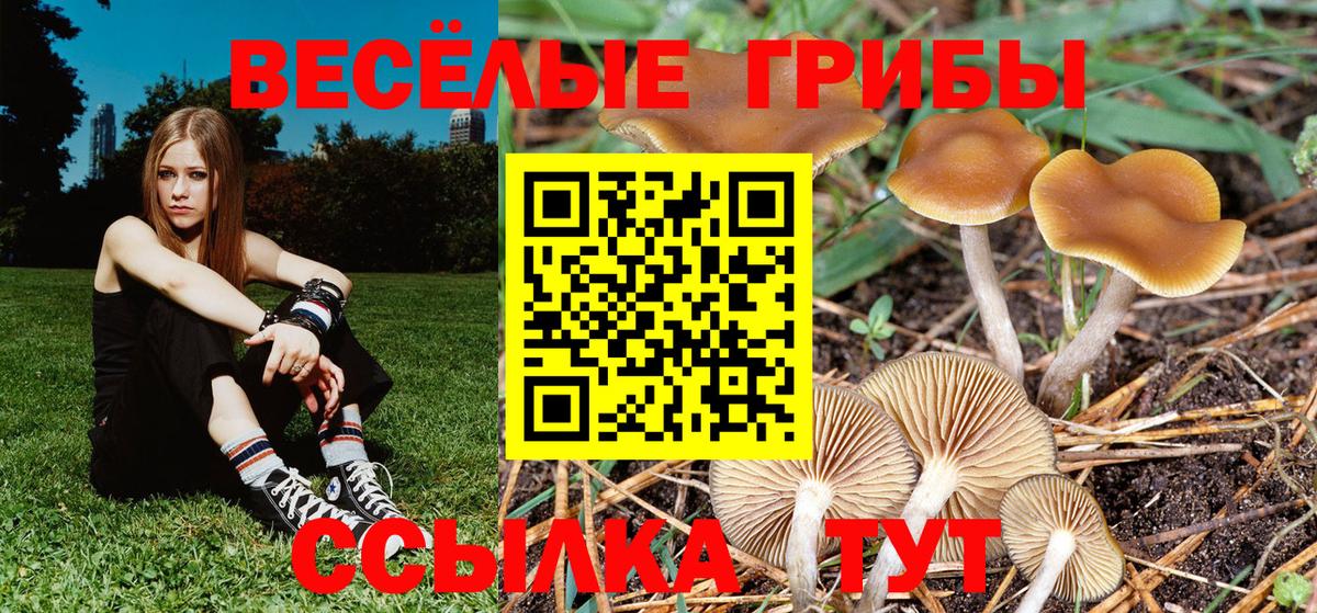 Псилоцибиновые грибы Psilocybine cubensis Фрязино