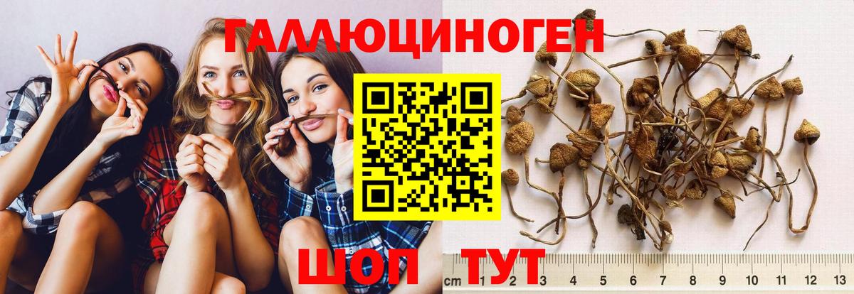 Псилоцибиновые грибы GOLDEN TEACHER Фрязино